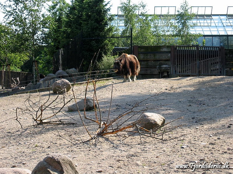 KBH zoo 190703 224.JPG